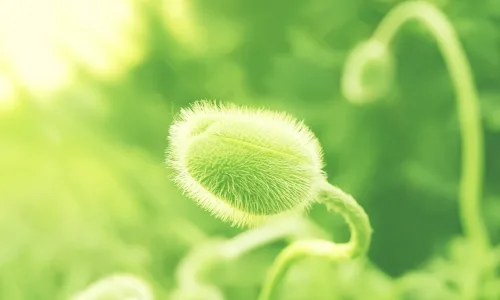 【13608】植物壁纸  2K 高清壁纸2560_1600@青蛙壁纸-笨猫小站