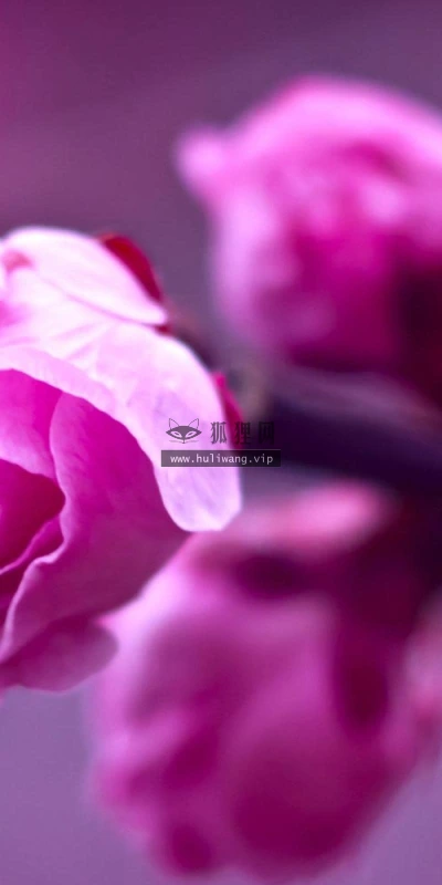 【13614】植物壁纸  2K 高清壁纸2560_1600@青蛙壁纸-笨猫小站