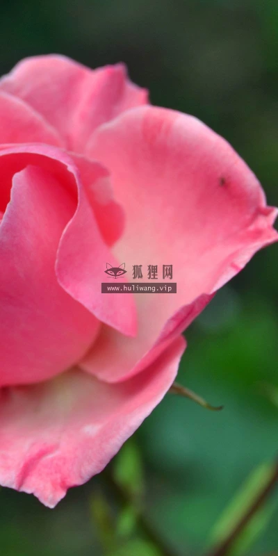 【13616】植物壁纸  2K 高清壁纸2560_1600@青蛙壁纸-笨猫小站