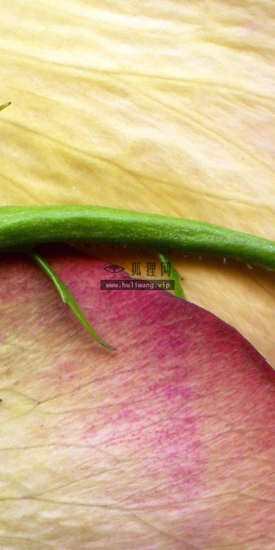 【13617】植物壁纸  2K 高清壁纸2560_1600@青蛙壁纸-笨猫小站