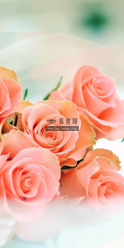 【13618】植物壁纸  2K 高清壁纸2560_1600@青蛙壁纸-笨猫小站