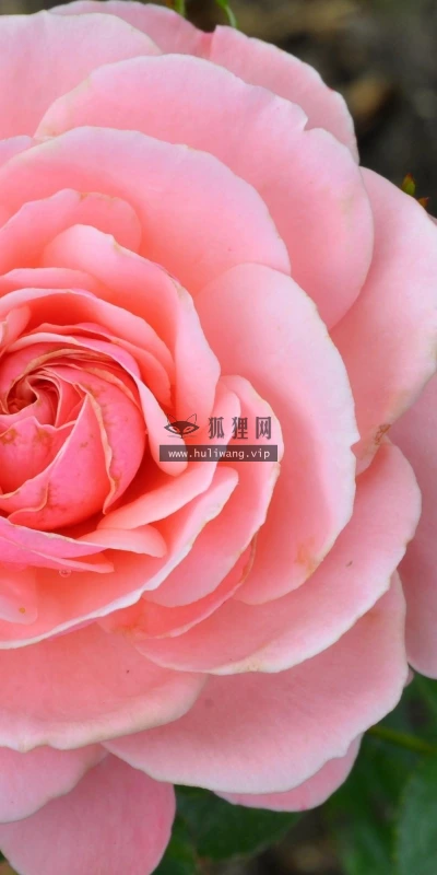 【13620】植物壁纸  2K 高清壁纸2560_1600@青蛙壁纸-笨猫小站