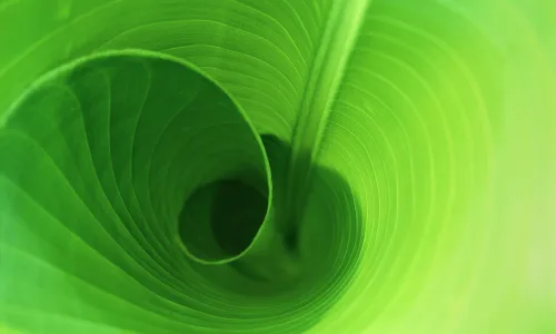 【13621】植物壁纸  2K 高清壁纸2560_1600@青蛙壁纸-笨猫小站