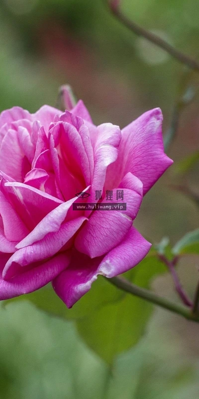 【13623】植物壁纸  2K 高清壁纸2560_1600@青蛙壁纸-笨猫小站