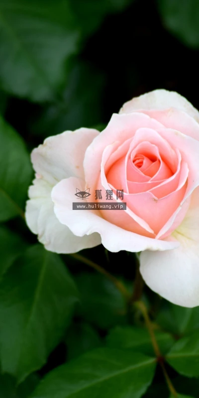 【13628】植物壁纸  2K 高清壁纸2560_1600@青蛙壁纸-笨猫小站