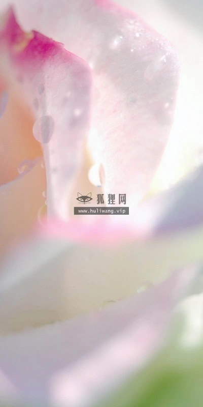 【13629】植物壁纸  2K 高清壁纸2560_1600@青蛙壁纸-笨猫小站