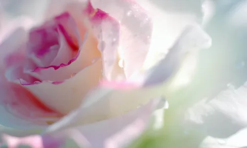 【13629】植物壁纸  2K 高清壁纸2560_1600@青蛙壁纸-笨猫小站