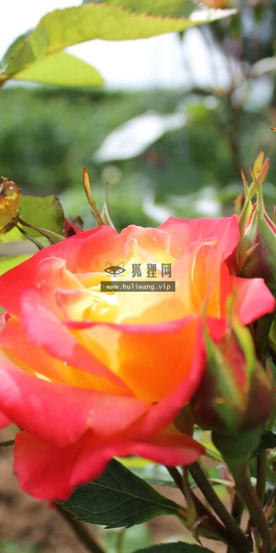 【13630】植物壁纸  2K 高清壁纸2560_1600@青蛙壁纸-笨猫小站