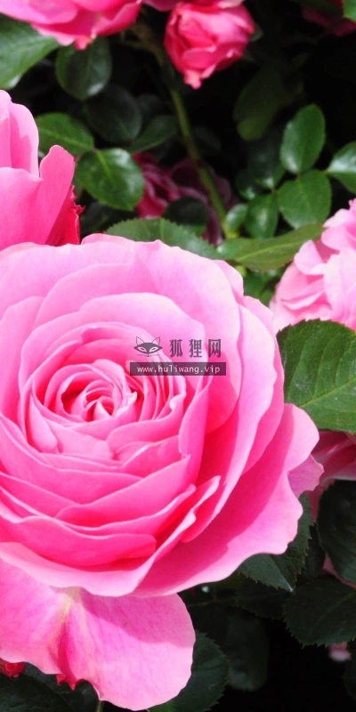 【13631】植物壁纸  2K 高清壁纸2560_1600@青蛙壁纸-笨猫小站