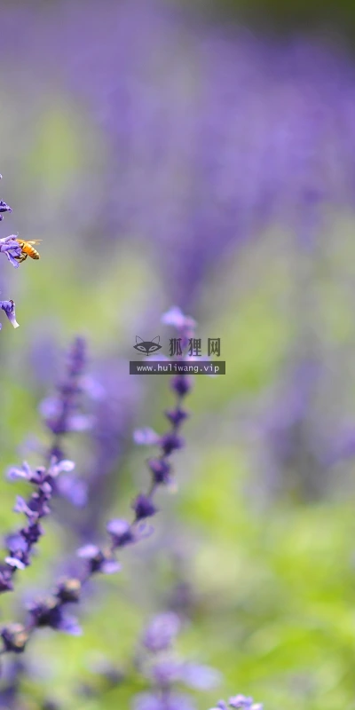 【13633】植物壁纸  2K 高清壁纸2560_1600@青蛙壁纸-笨猫小站
