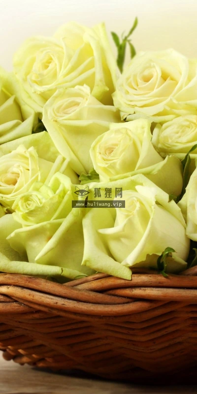 【13634】植物壁纸  2K 高清壁纸2560_1600@青蛙壁纸-笨猫小站