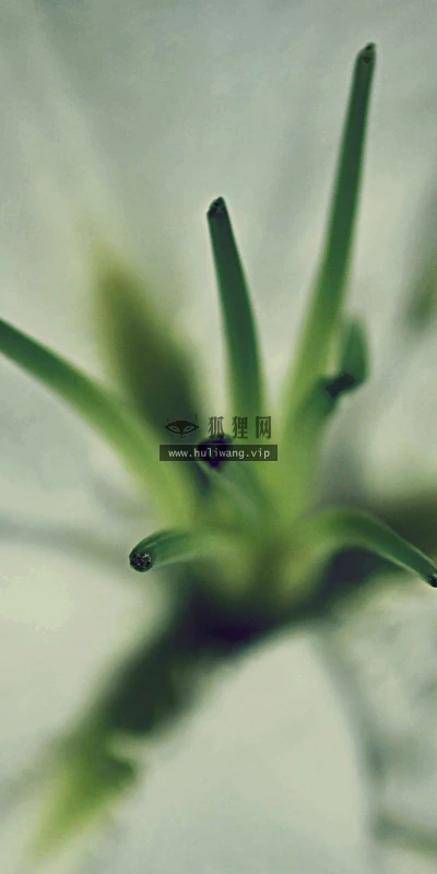 【13636】植物壁纸  2K 高清壁纸2560_1600@青蛙壁纸-笨猫小站