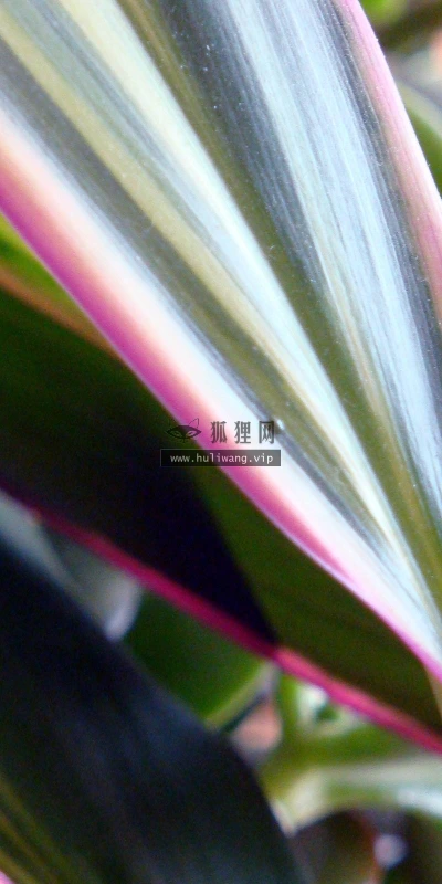 【13638】植物壁纸  2K 高清壁纸2560_1600@青蛙壁纸-笨猫小站