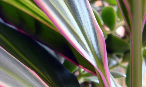 【13638】植物壁纸  2K 高清壁纸2560_1600@青蛙壁纸-笨猫小站