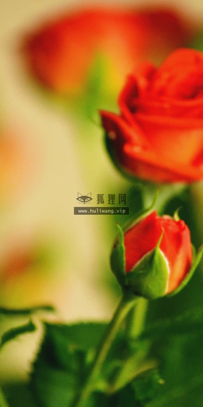 【13643】植物壁纸  2K 高清壁纸2560_1600@青蛙壁纸-笨猫小站
