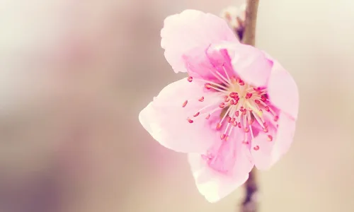 【13644】植物壁纸  2K 高清壁纸2560_1600@青蛙壁纸-笨猫小站