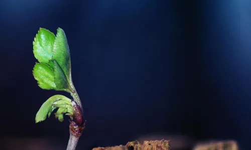 【13645】植物壁纸  2K 高清壁纸2560_1600@青蛙壁纸-笨猫小站