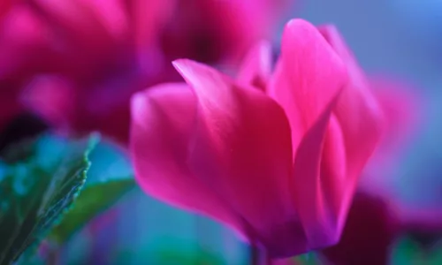 【13646】植物壁纸  2K 高清壁纸2560_1600@青蛙壁纸-笨猫小站