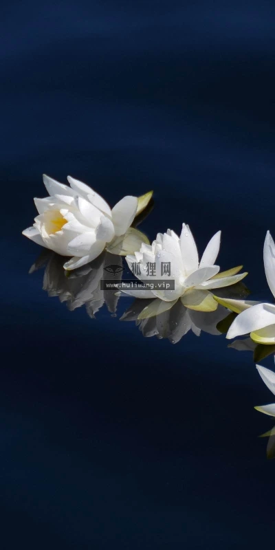 【13648】植物壁纸  2K 高清壁纸2560_1600@青蛙壁纸-笨猫小站