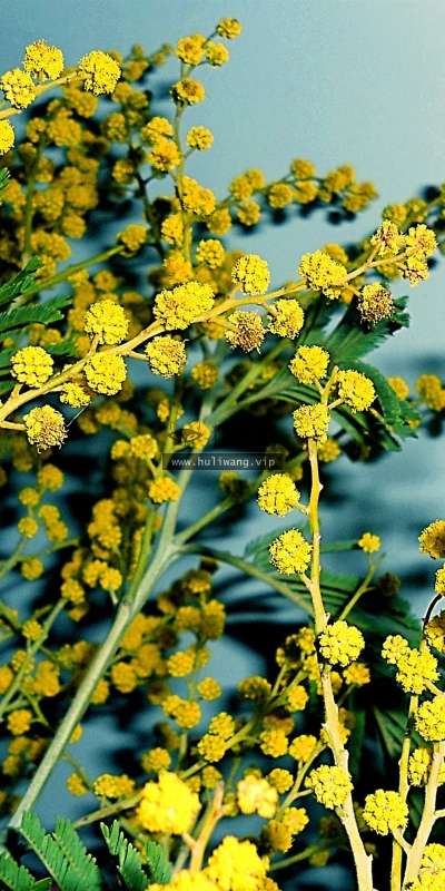 【13649】植物壁纸  2K 高清壁纸2560_1600@青蛙壁纸-笨猫小站