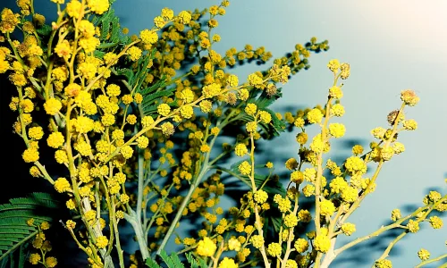 【13649】植物壁纸  2K 高清壁纸2560_1600@青蛙壁纸-笨猫小站