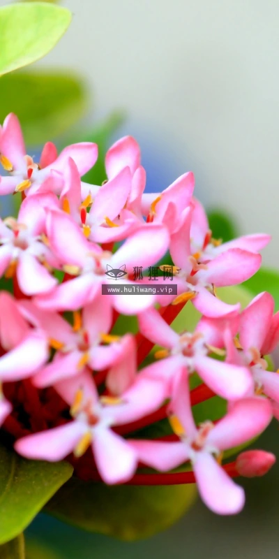 【13651】植物壁纸  2K 高清壁纸2560_1600@青蛙壁纸-笨猫小站