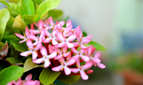 【13651】植物壁纸  2K 高清壁纸2560_1600@青蛙壁纸-笨猫小站