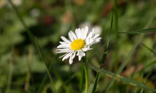 【13652】植物壁纸  2K 高清壁纸2560_1600@青蛙壁纸-笨猫小站