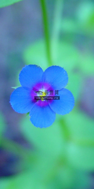 【13655】植物壁纸  2K 高清壁纸2560_1600@青蛙壁纸-笨猫小站