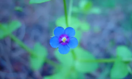 【13655】植物壁纸  2K 高清壁纸2560_1600@青蛙壁纸-笨猫小站