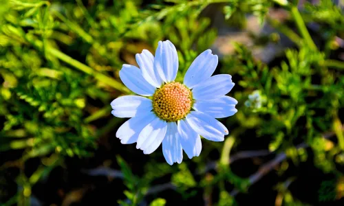 【13656】植物壁纸  2K 高清壁纸2560_1600@青蛙壁纸-笨猫小站