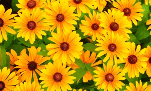 【13657】植物壁纸  2K 高清壁纸2560_1600@青蛙壁纸-笨猫小站