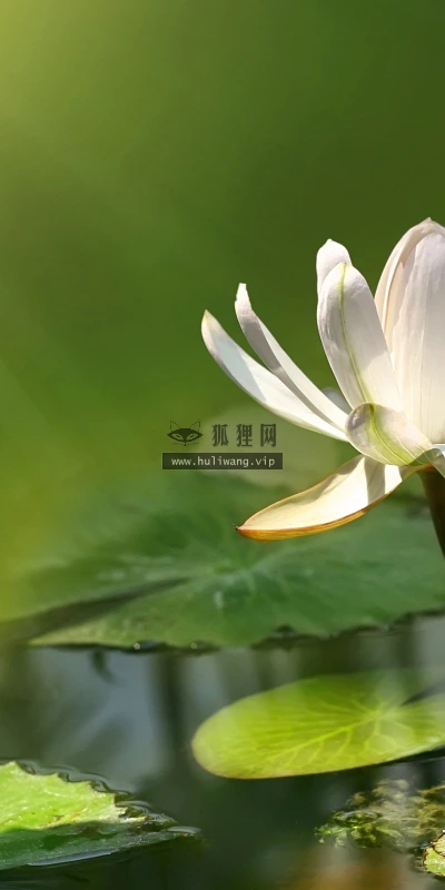 【13659】植物壁纸  2K 高清壁纸2560_1600@青蛙壁纸-笨猫小站