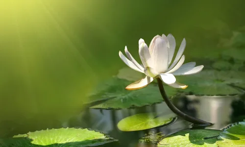 【13659】植物壁纸  2K 高清壁纸2560_1600@青蛙壁纸-笨猫小站