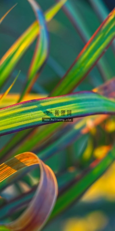 【13660】植物壁纸  2K 高清壁纸2560_1600@青蛙壁纸-笨猫小站