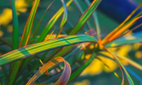 【13660】植物壁纸  2K 高清壁纸2560_1600@青蛙壁纸-笨猫小站