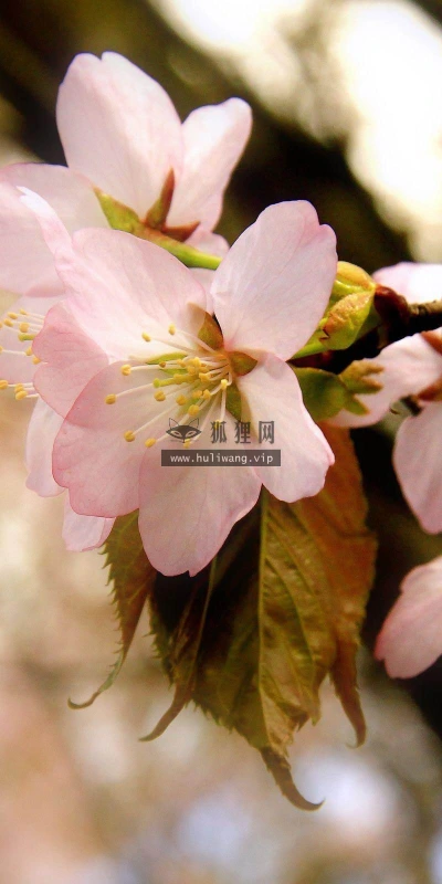 【13661】植物壁纸  2K 高清壁纸2560_1600@青蛙壁纸-笨猫小站