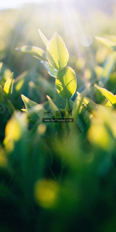【13662】植物壁纸  2K 高清壁纸2560_1600@青蛙壁纸-笨猫小站