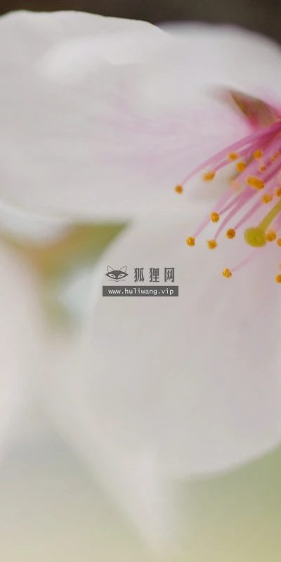 【13663】植物壁纸  2K 高清壁纸2560_1600@青蛙壁纸-笨猫小站