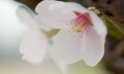 【13663】植物壁纸  2K 高清壁纸2560_1600@青蛙壁纸-笨猫小站