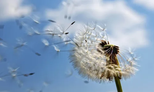 【13664】植物壁纸  2K 高清壁纸2560_1600@青蛙壁纸-笨猫小站