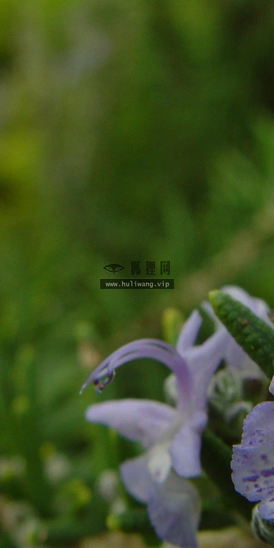 【13666】植物壁纸  2K 高清壁纸2560_1600@青蛙壁纸-笨猫小站