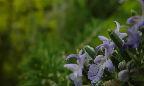【13666】植物壁纸  2K 高清壁纸2560_1600@青蛙壁纸-笨猫小站