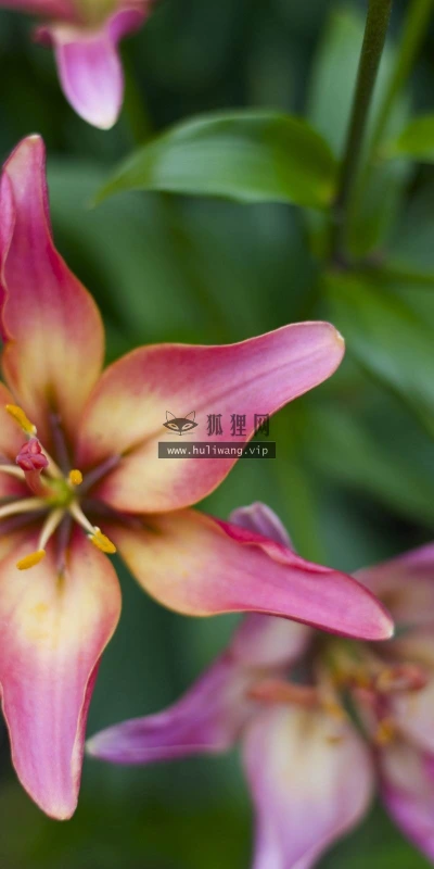 【13667】植物壁纸  2K 高清壁纸2560_1600@青蛙壁纸-笨猫小站