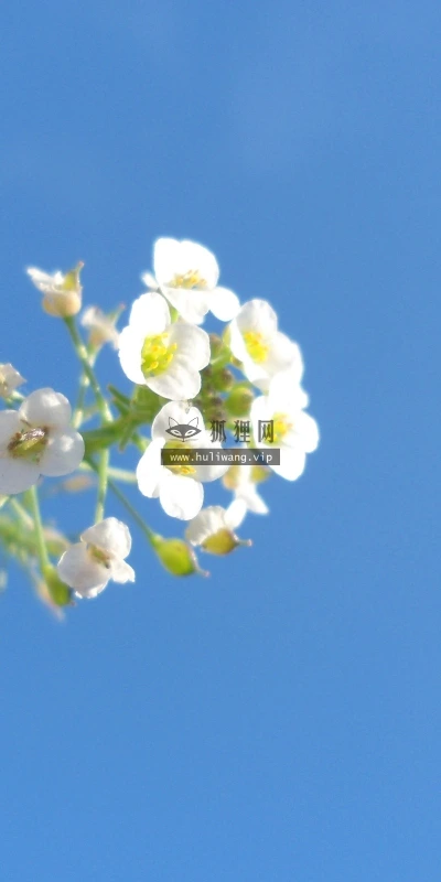 【13668】植物壁纸  2K 高清壁纸2560_1600@青蛙壁纸-笨猫小站