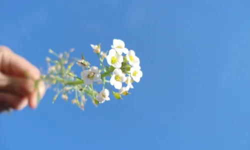 【13668】植物壁纸  2K 高清壁纸2560_1600@青蛙壁纸-笨猫小站