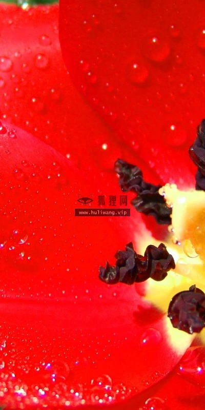 【13669】植物壁纸  2K 高清壁纸2560_1600@青蛙壁纸-笨猫小站