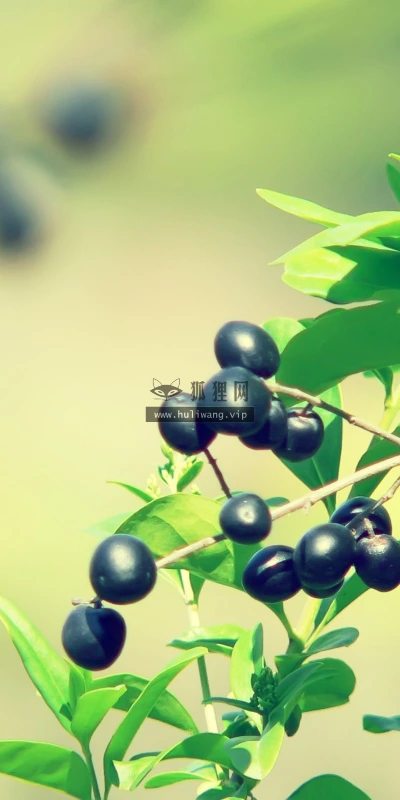 【13671】植物壁纸  2K 高清壁纸2560_1600@青蛙壁纸-笨猫小站