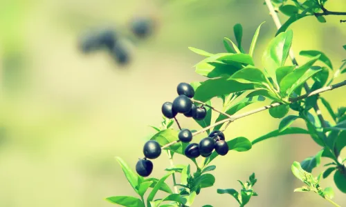 【13671】植物壁纸  2K 高清壁纸2560_1600@青蛙壁纸-笨猫小站