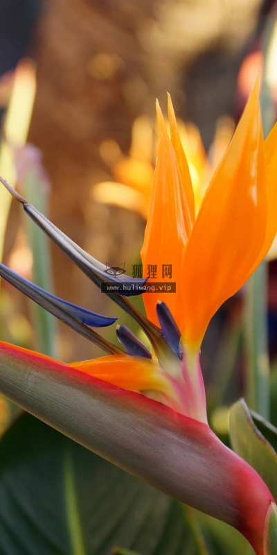 【13672】植物壁纸  2K 高清壁纸2560_1600@青蛙壁纸-笨猫小站
